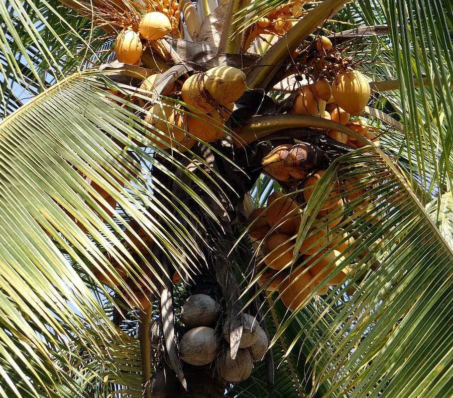 coconuts, malayan, cocos nucifera, coconut tree, coconut shell HD wallpaper
