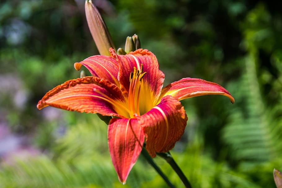 flower, lily, flora, red, flowering plant, freshness, fragility HD wallpaper
