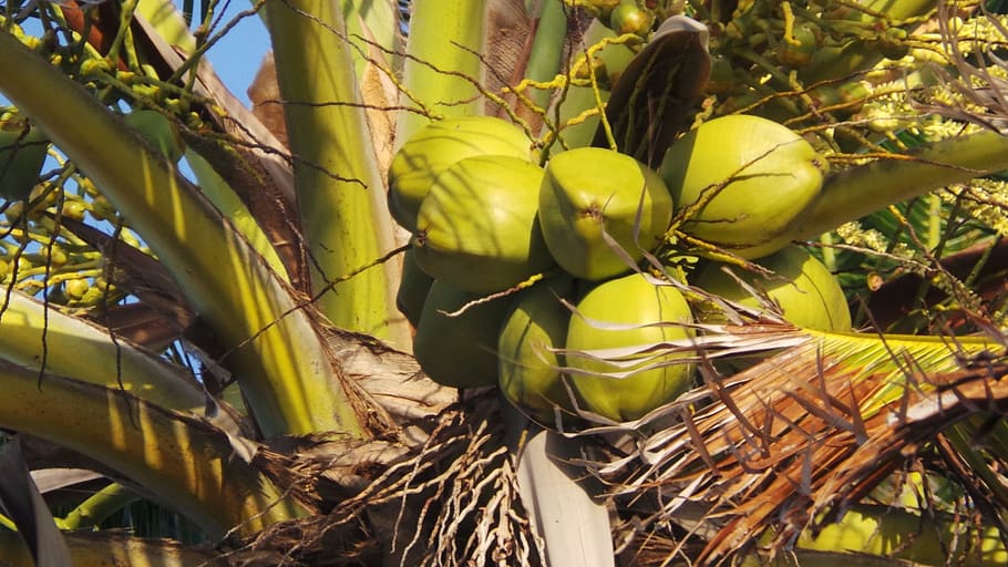 coconut, tree, coconut tree, palm, tropical, bunch, green, tender HD wallpaper