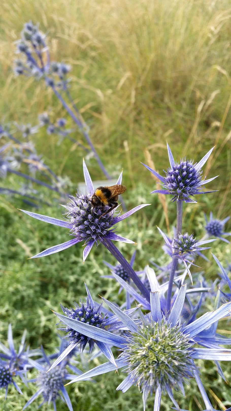 Flower, Thistle, Bumblebee, Wild, Nature, plant, bloom, botany HD wallpaper