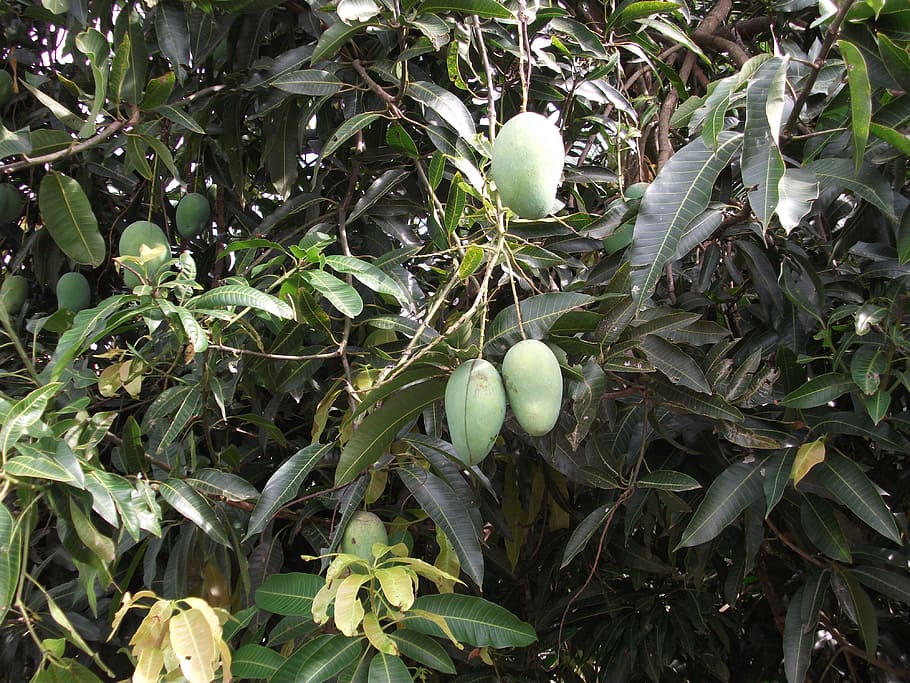 the mango tree, held at the four seasons, yet the blue mango, HD wallpaper