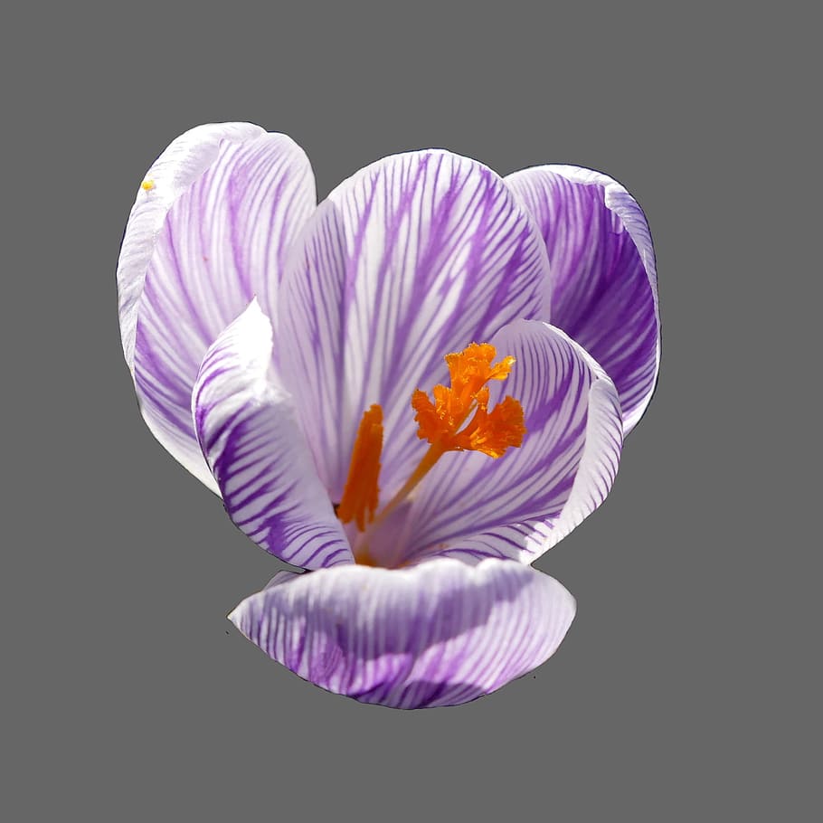 Crocus, Blossom, Bloom, Purple, Violet, frühlingsanfang, close HD wallpaper