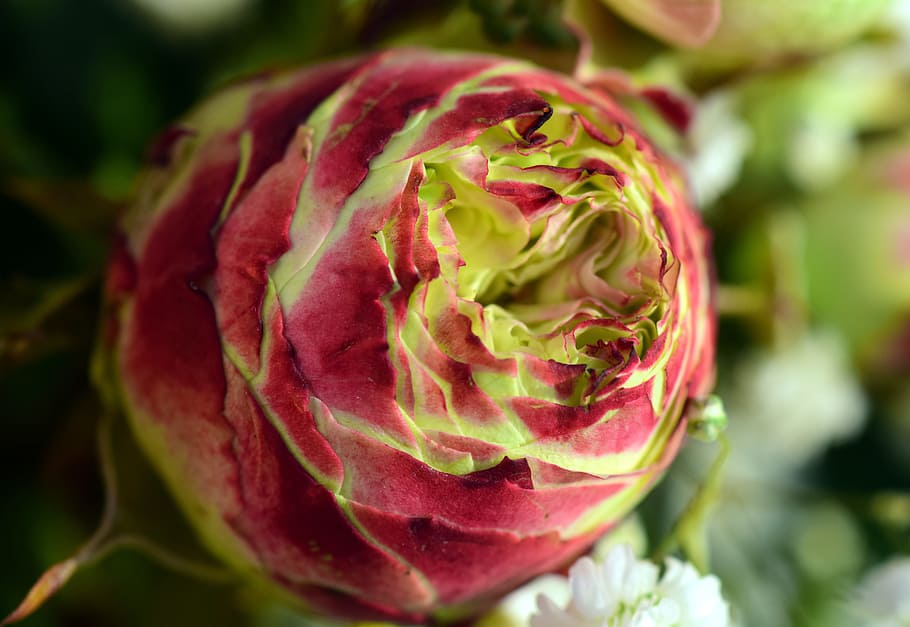 flower, rose, about, closed, blossom, bloom, petals, pink, white HD wallpaper