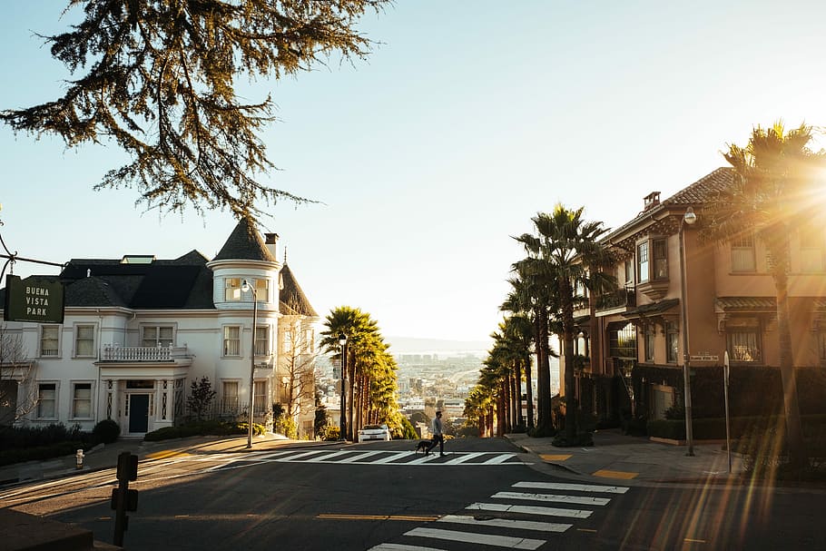 houses near road with palm trees, two pedestrian lanes photo during daytime HD wallpaper