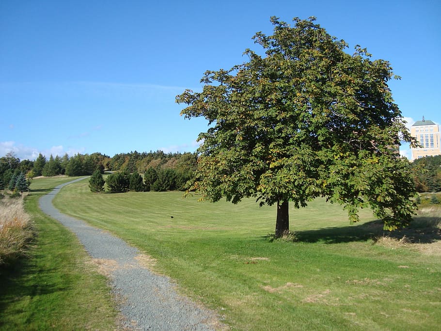 field, trail, tree, path, green, outdoor, plant, sky, nature HD wallpaper