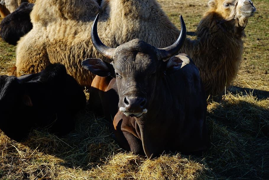 livestock, beef, horns, concerns, rest, animal, animal themes HD wallpaper