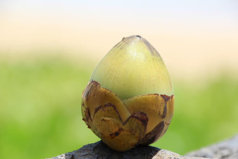 coconut, small, young, nature, food, food and drink, healthy eating HD wallpaper