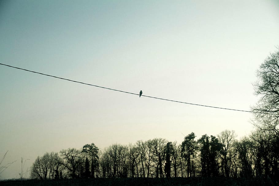 bird, cable, wire, sunset, sky, trees, nature, outdoors, plant HD wallpaper