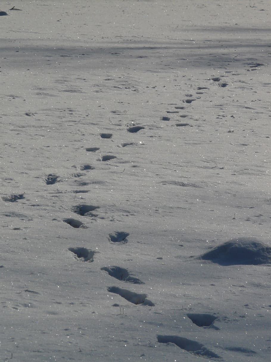 Footprint, Molehill, Wintry, Cold, winter, snow, day, no people HD wallpaper