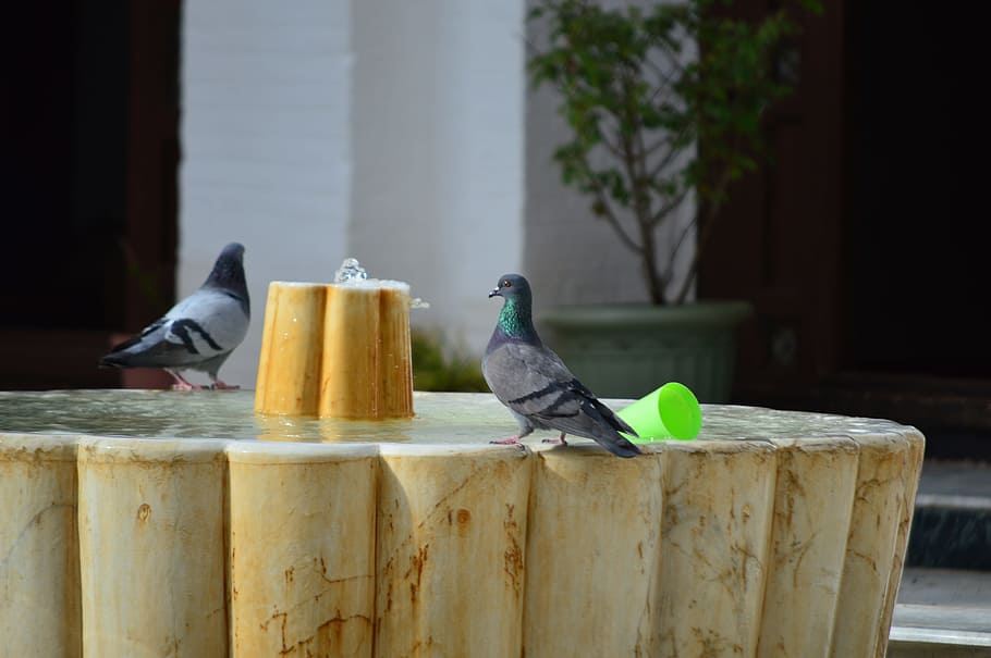 water, mosque, pigeon, bird, animal, vertebrate, animal themes HD wallpaper