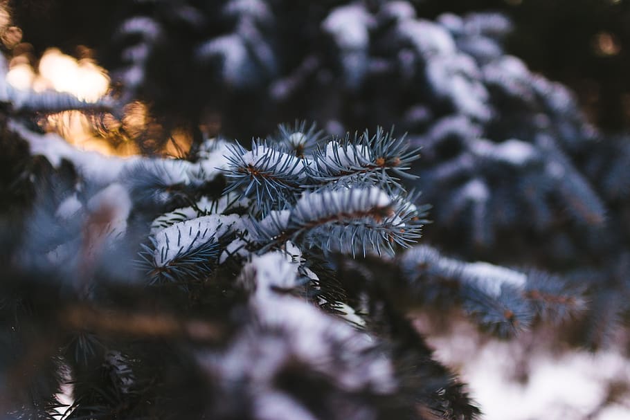 pine needles, snow, winter, green, tree, cold, branch, macro HD wallpaper