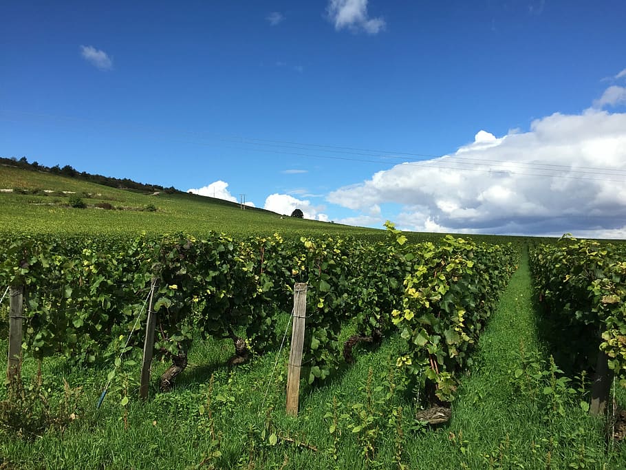 vineyard, burgundy, france, wine, bourgogne, sky, landscape, HD wallpaper