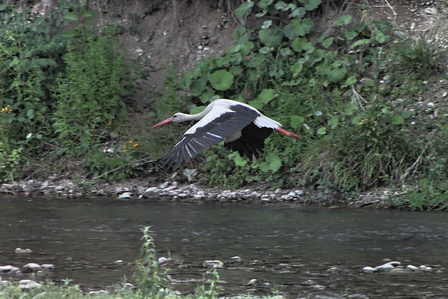 bed, river, stork, water, white, birds, animals in the wild HD wallpaper