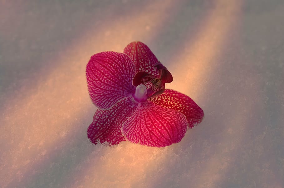 orchid, blossom, bloom, close, light, sunlight, lighting, red HD wallpaper