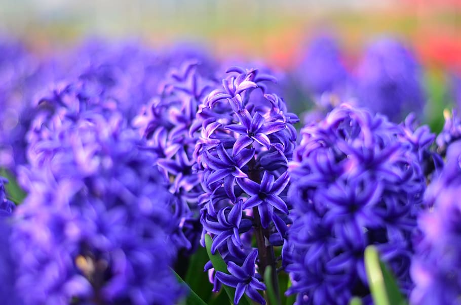 Hyacinth, Macro, Tulips, red, vivid color, nature, close-up HD wallpaper