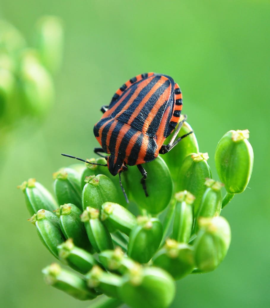 macro, worm, summer, animal wildlife, animals in the wild, one animal HD wallpaper
