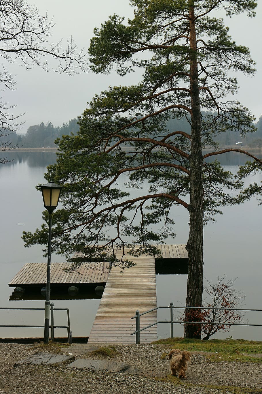 lake, waters, tree, pine, web, boardwalk, lantern, mood, animal HD wallpaper