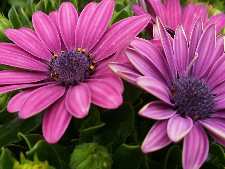 Flower, Daisy, Purple, Macro, Bloom, blossom, pink color, petal HD wallpaper