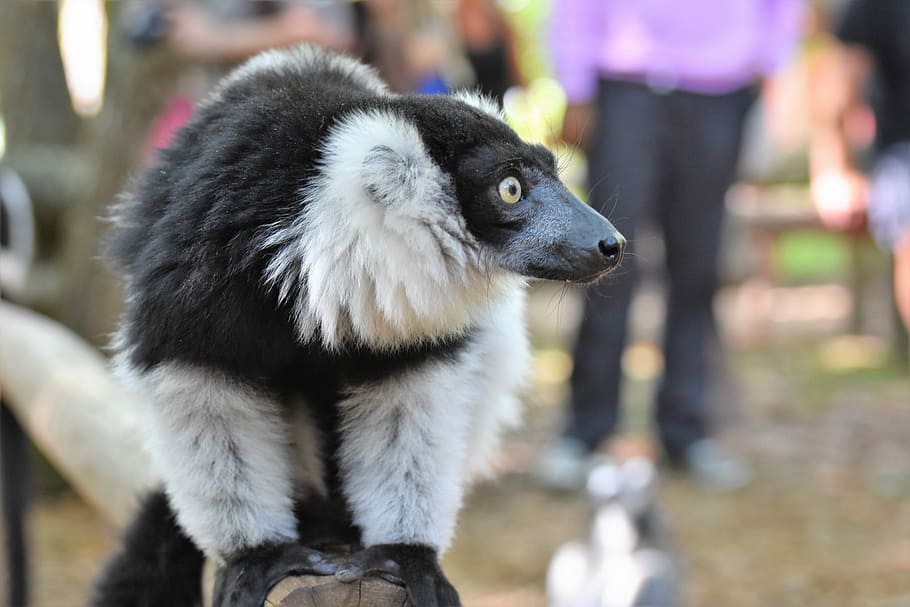zoo, lemur, focus on foreground, mammal, incidental people HD wallpaper