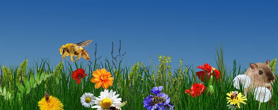 flower, nature, summer, plant, field, flowering plant, blue HD wallpaper