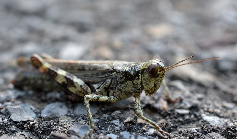 insect, grasshopper, macro, summer, one animal, animal themes HD wallpaper