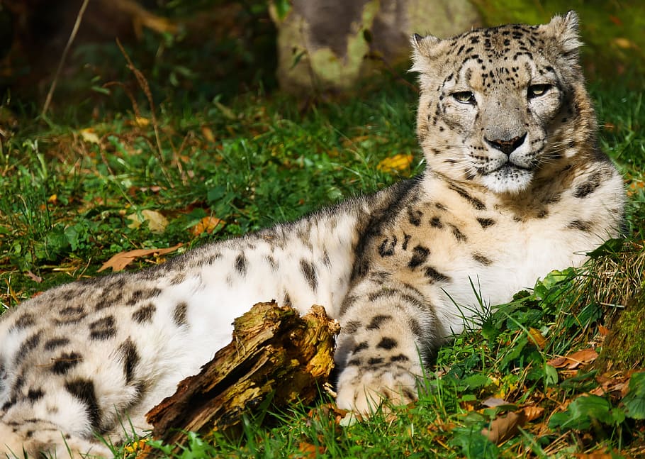 leopard on green leaves, animals, cat, snow leopard, predator HD wallpaper