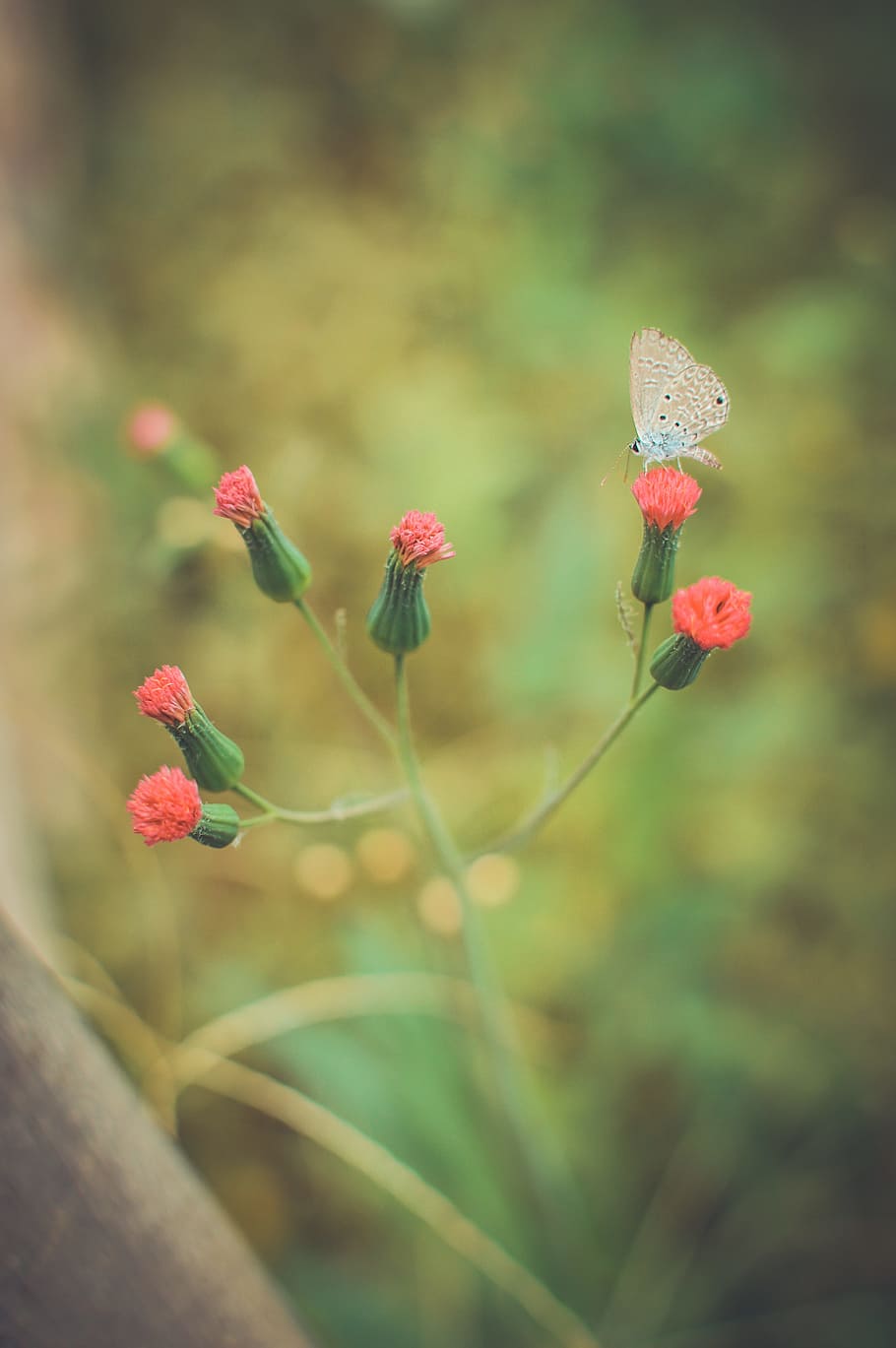 flowers, garden, blurred, butterfly, backyard, plant, flowering plant HD wallpaper