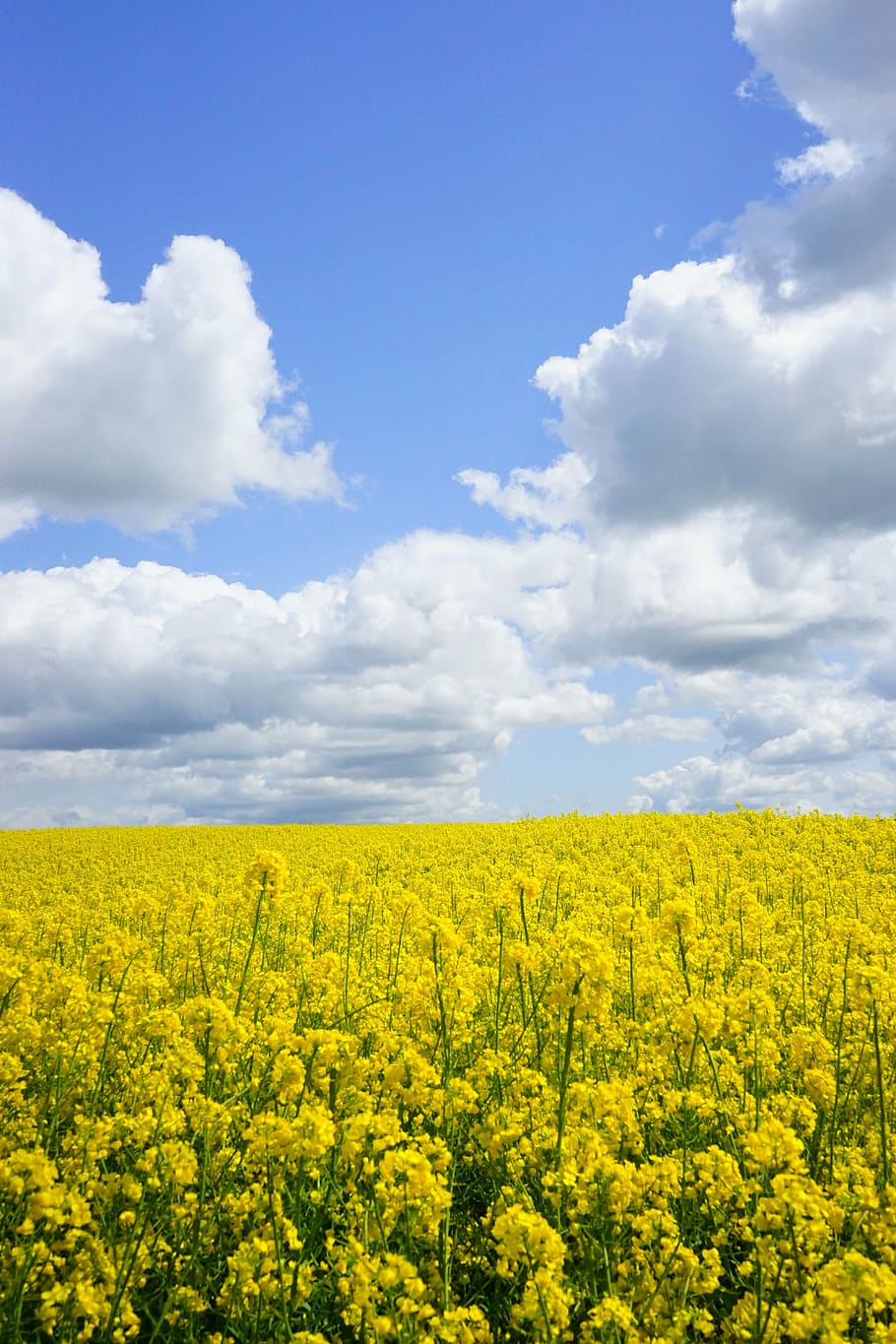 yellow flowers under white clouds and blue sky, field of rapeseeds