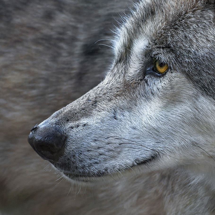 gray wolf, close up, fly, predator, animal, wild, one animal HD wallpaper
