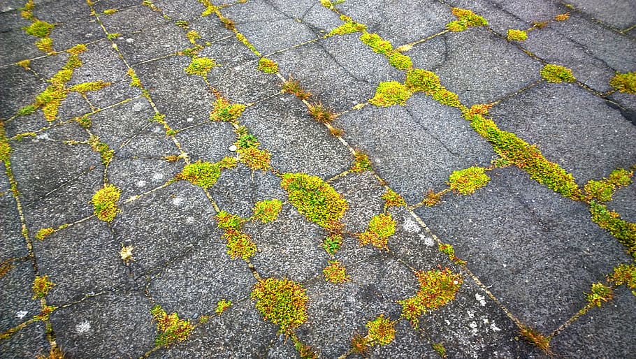 moss, stone slabs, weed, ground, texture, background, stone floor, HD wallpaper