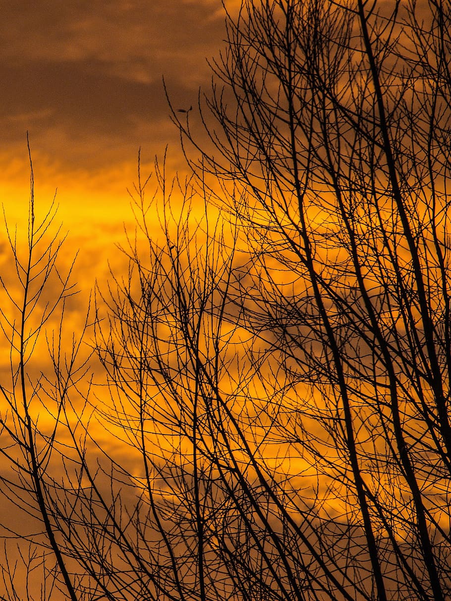 view of leafless trees during dawn, Sunrise, Sunset, Sunset, Tree HD wallpaper