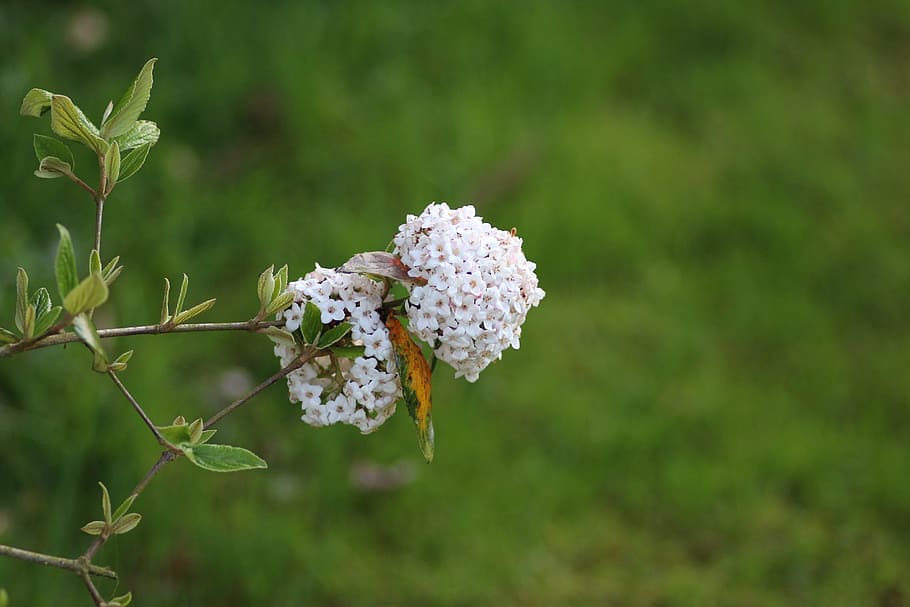 viburnum, flower, white, spring, nature, garden, tree, close-up, HD wallpaper