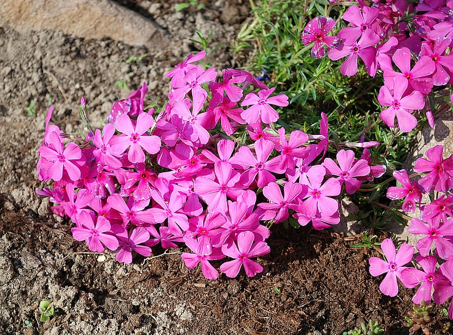 Spring, Pink, Flower, Blooms, flowers, closeup, little flowers HD wallpaper