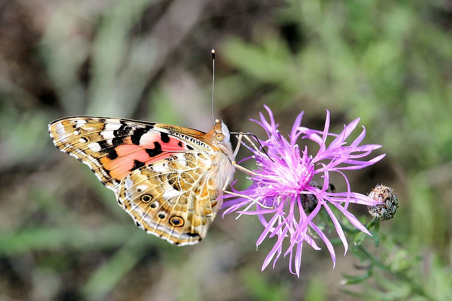 painted lady, butterfly, insect, animal themes, flower, animal wildlife HD wallpaper