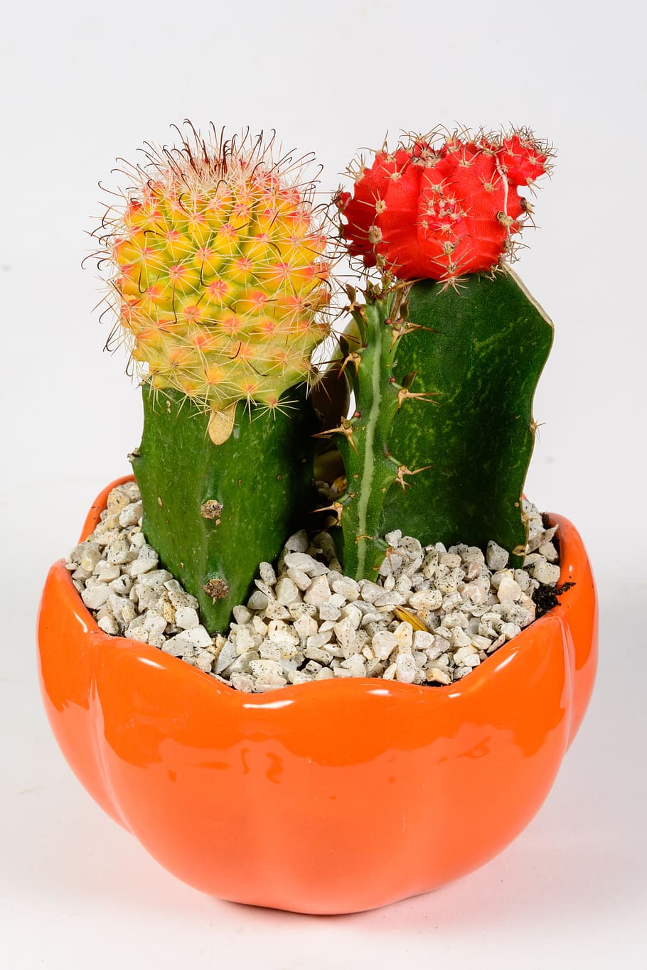 cactus, spine, flora, prickly, succulent, flower, close-up HD wallpaper