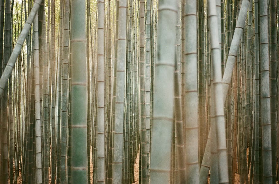 Bamboo sticks 1080P, 2K, 4K, 5K HD wallpapers free download | Wallpaper