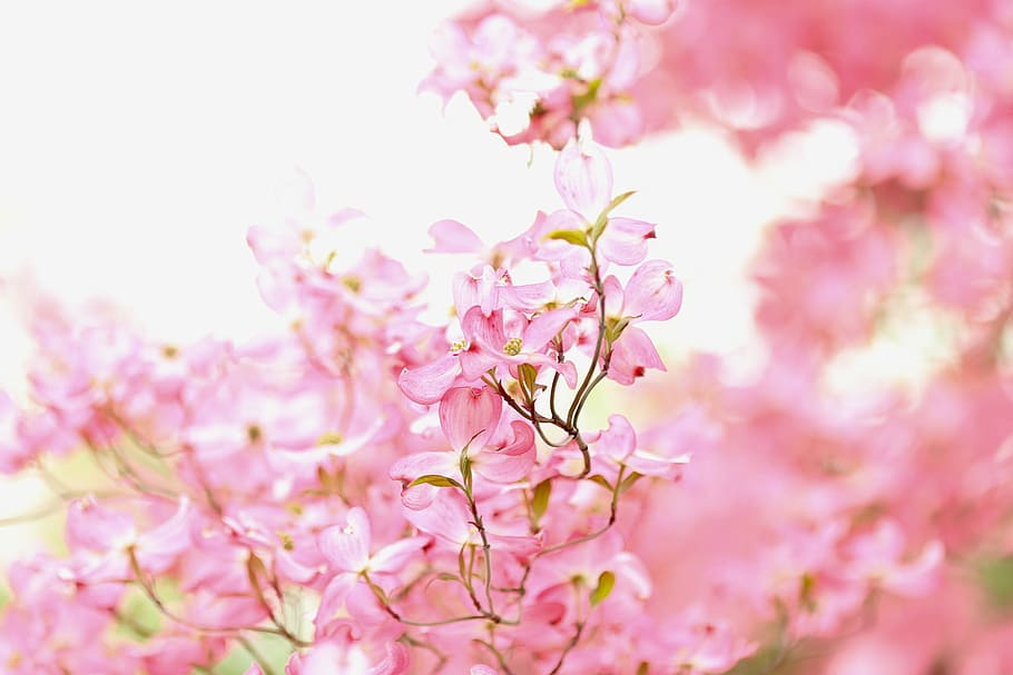 focused photo of a cherry blossom, untitled, flower, tree, pink HD wallpaper