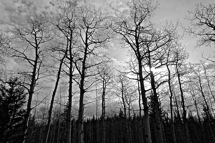 Trees, Forest, Sunlight, forest trees, landscape, environment HD wallpaper