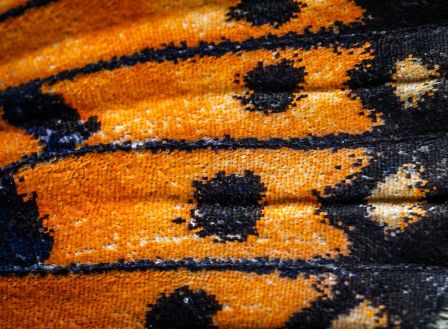 macro, insect, butterfly, wing, scales, pattern, orange color HD wallpaper
