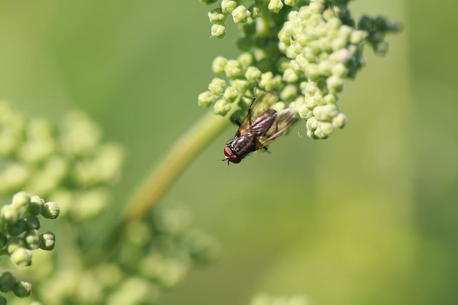 fly, insect, macro, flying insect, nature, plant, growth, beauty in nature HD wallpaper