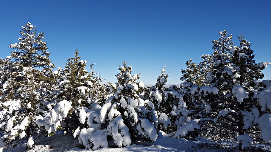 snow, cold, snow scape, winter, landscape, season, white, nature HD wallpaper