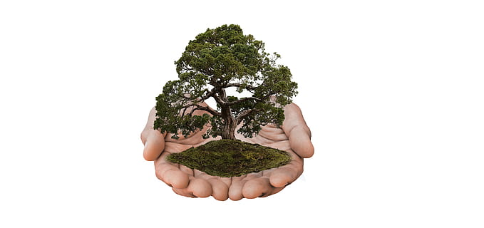 green tree on human palms illustration, nature, nature conservation HD wallpaper