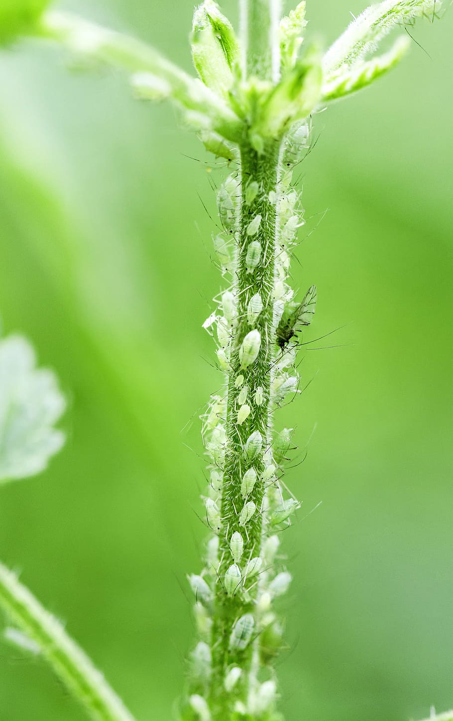 greenfly, aphid, small, macro, nature, plant, green Color, close-up HD wallpaper
