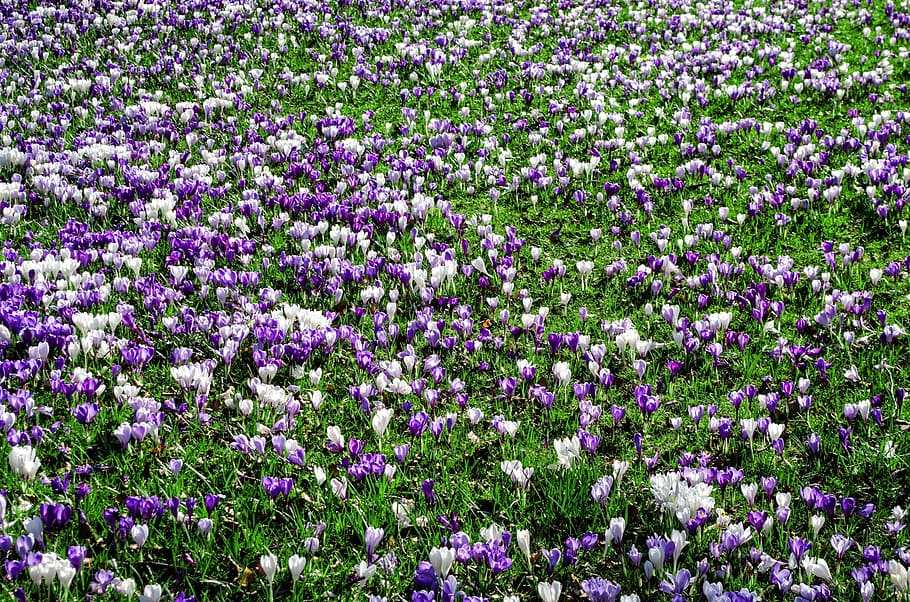 purple and white flower field, flowers, natural, nature, spring, HD wallpaper