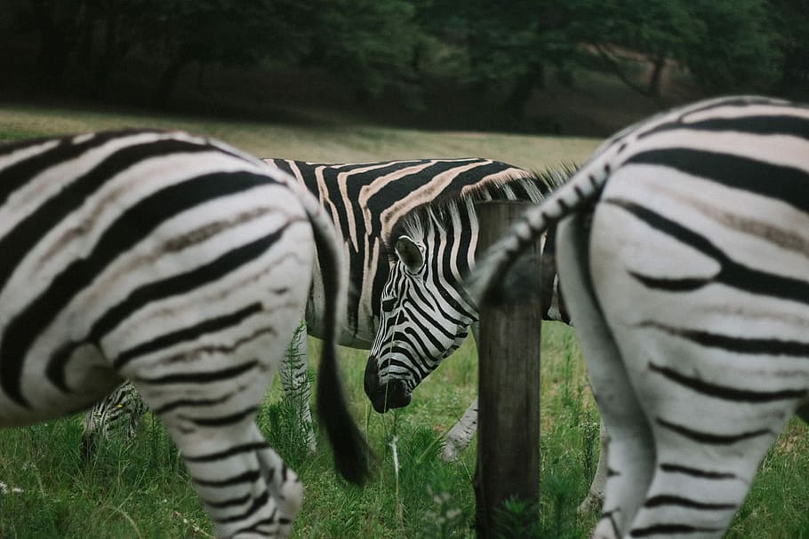 zebras on green grassland during daytime, four zebras standing on gress grass, HD wallpaper