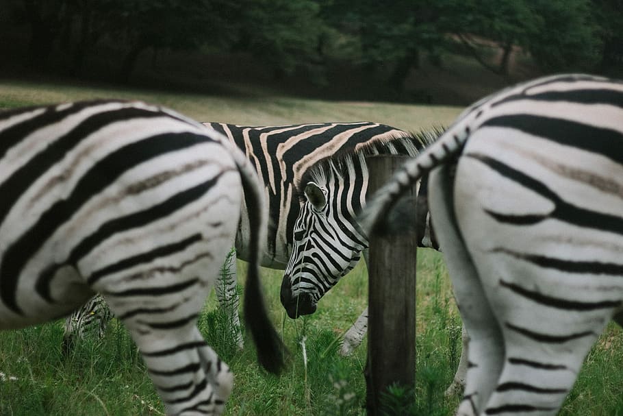 zebras on green grassland during daytime, four zebras standing on gress grass HD wallpaper