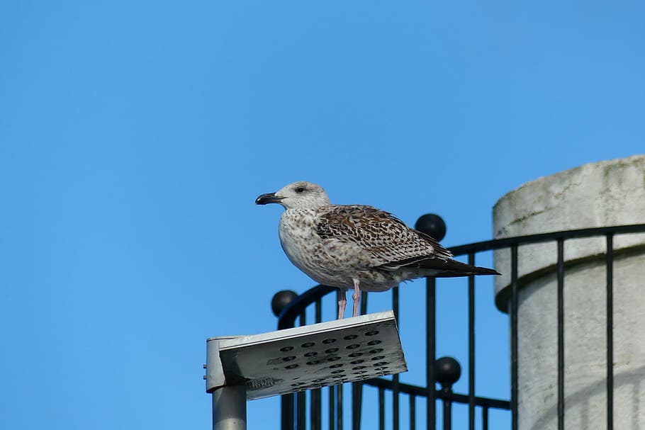 brittany, bird, gull, animal, wildlife, nature, animal themes HD wallpaper