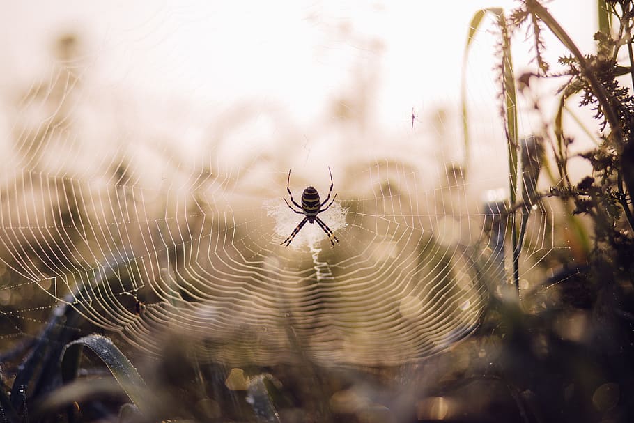 spider, web, insect, animal, grass, outdoor, adventure, blur HD wallpaper