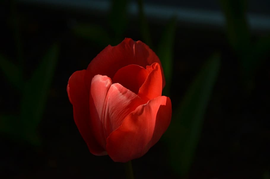 Shadow, Flower, Tulip, Sun, Nature, sunrise, bloom, outdoor life HD wallpaper