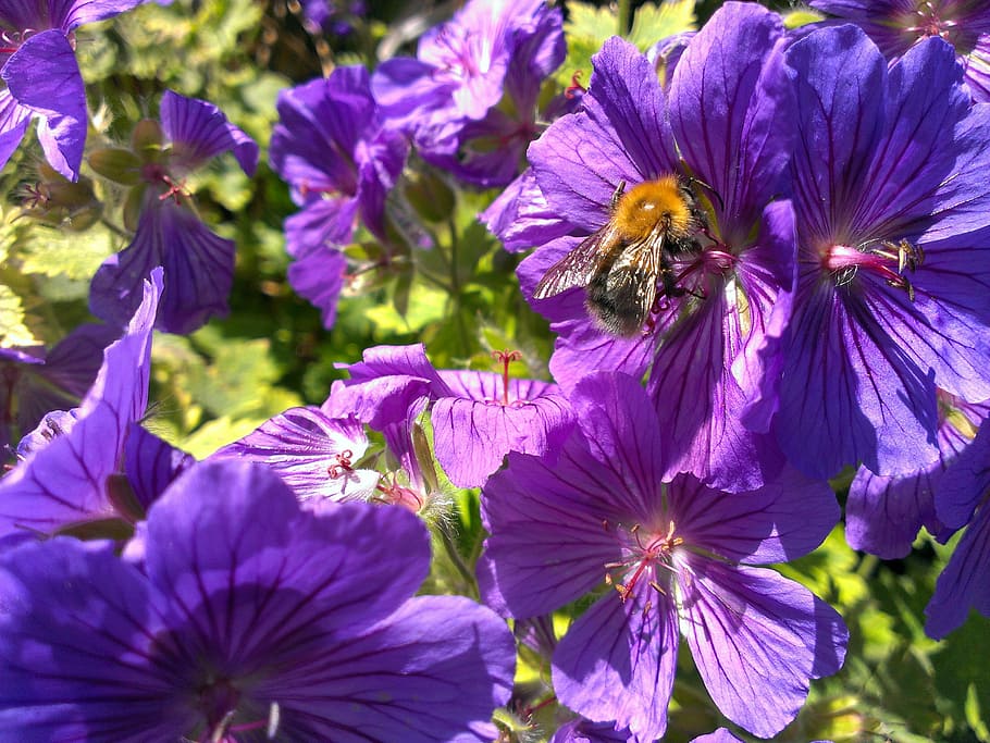 bee, flowers, nectar, petal, insect, blossom, pollinate, flowering plant HD wallpaper